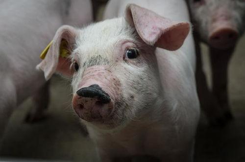 狂人爆料猪哼歌视频大全,猪哼歌视频大全，笑料横生瞬间集结  第1张